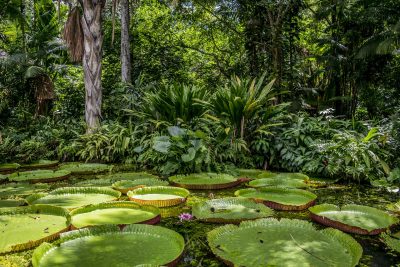 アマゾンの睡蓮の葉 -ブラジルプランページ