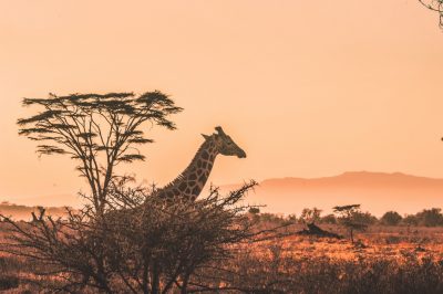 ケニアのサファリ - ケニアのプランページ
