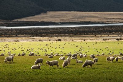 ニュージーランドの牧草地 - ニュージーランドのプランページ