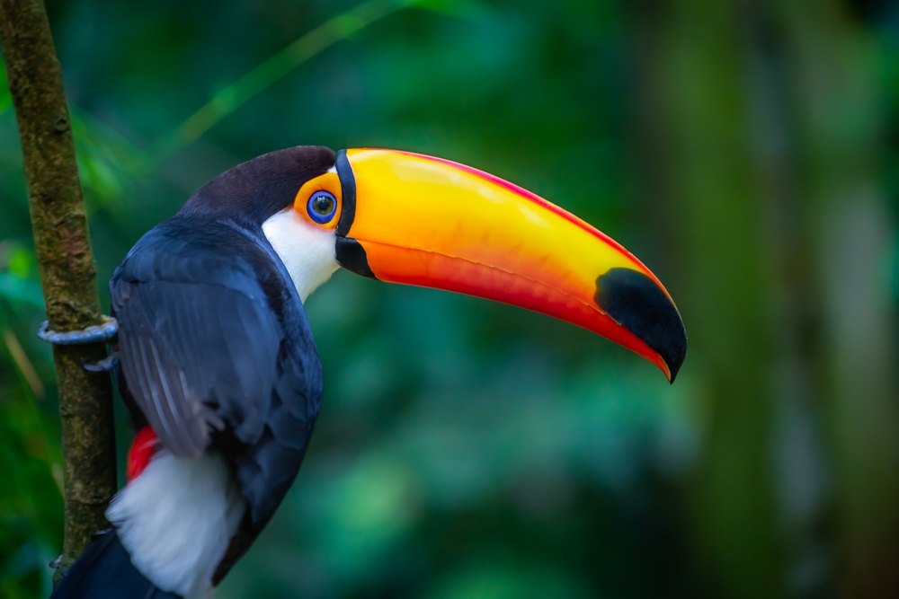 アマゾンに生息する鳥