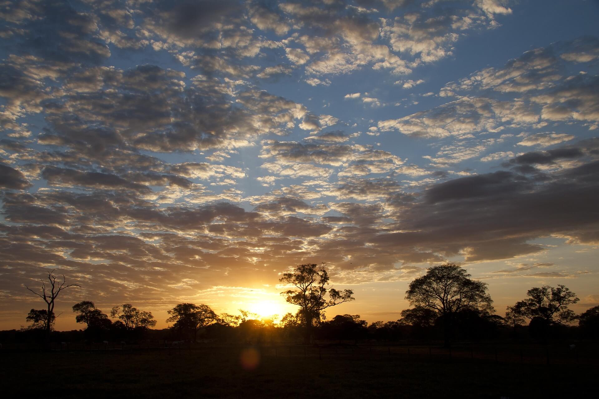 Evening scenery of Pantanal, Brazil