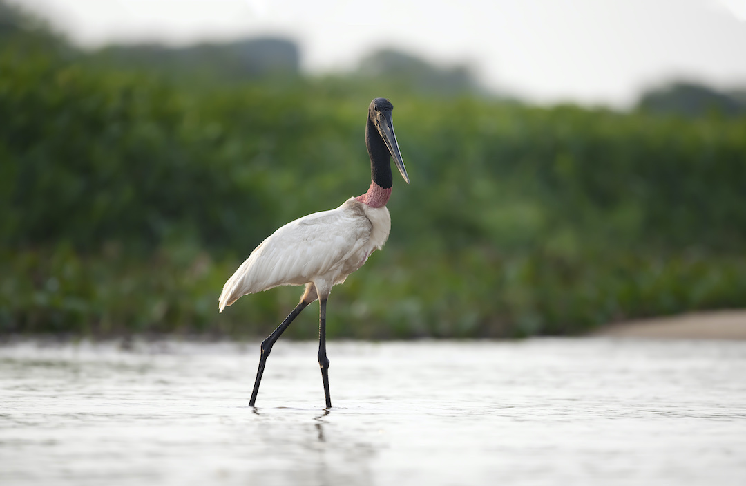 Jabiru Stork of the Pantanal, Brazil