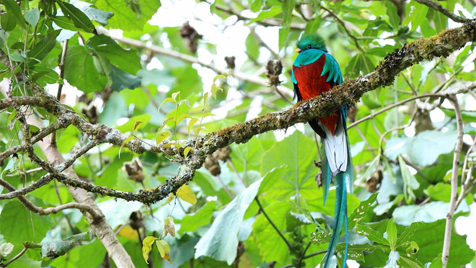コスタリカで木にとまる鳥、ケツァール