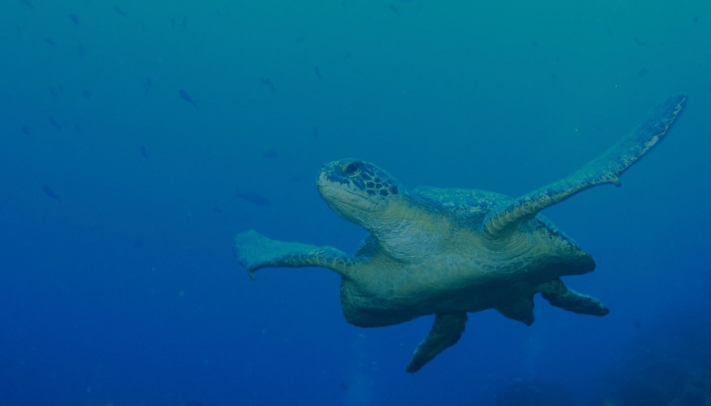 海中のウミガメ、エクアドル