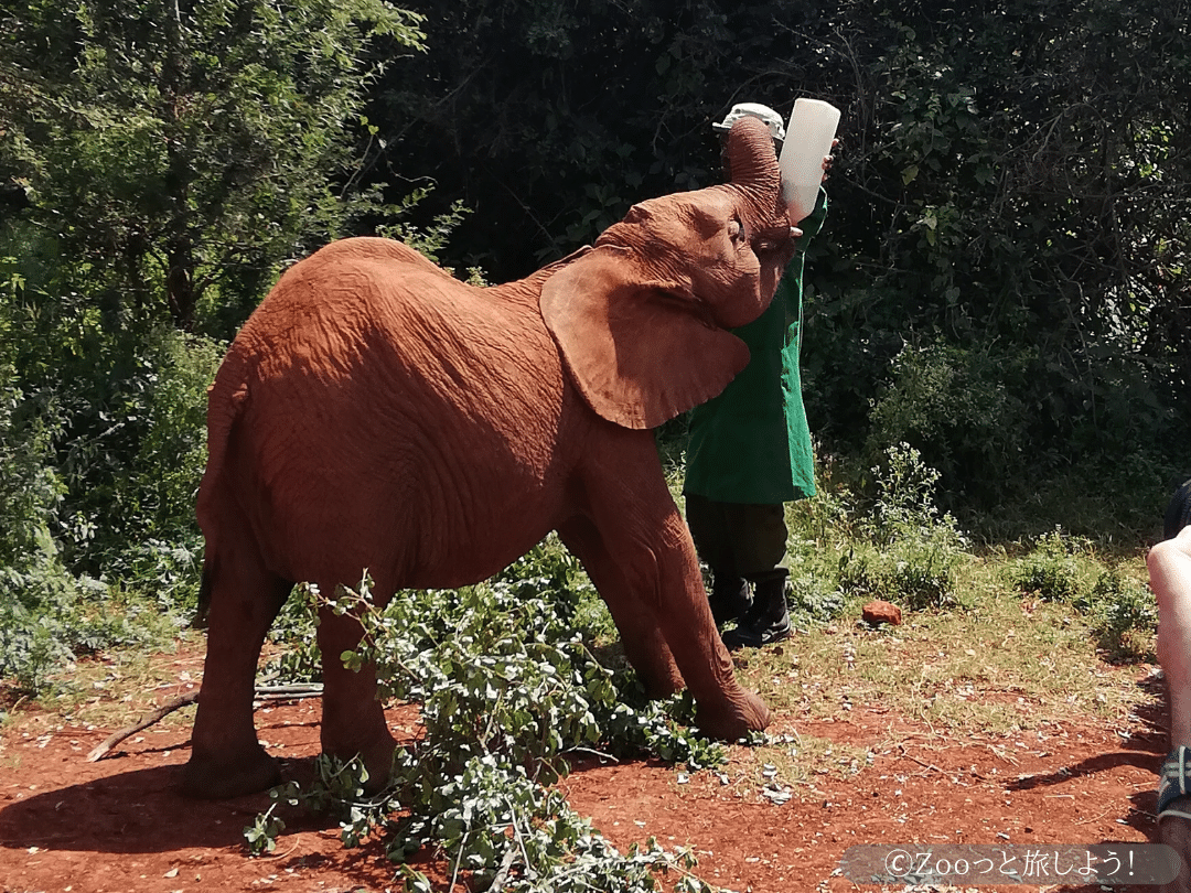 アフリカゾウのこどもと触れ合える！ケニアのシェルドリック動物孤児院