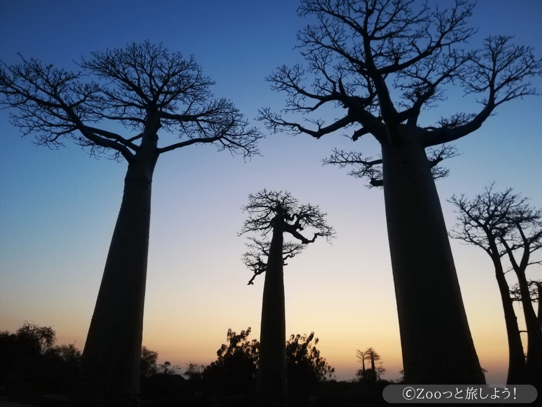 世界有数の神秘的な光景！マダガスカルのバオバブ街道