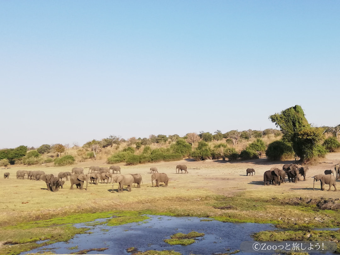 世界一のゾウの生息密度を誇るボツワナのチョベ国立公園