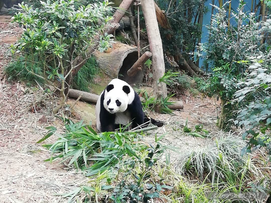 世界一美しい！シンガポールの3つの動物園