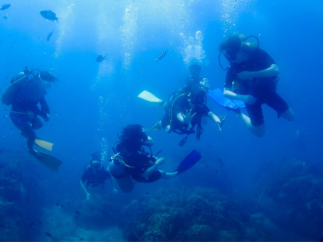 ジンベエザメが暮らす海に浮かぶタオ島