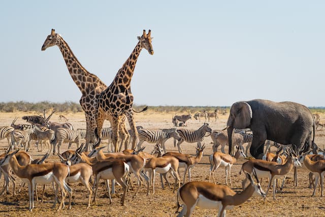 ナミビアのエトーシャ国立公園で見られる野生動物　キリン、ゾウ、シマウマ、インパラ