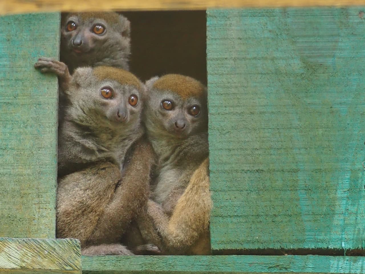 珍しいキツネザルを気持ちの良い湖畔で一気見！イブルイナ動植物園