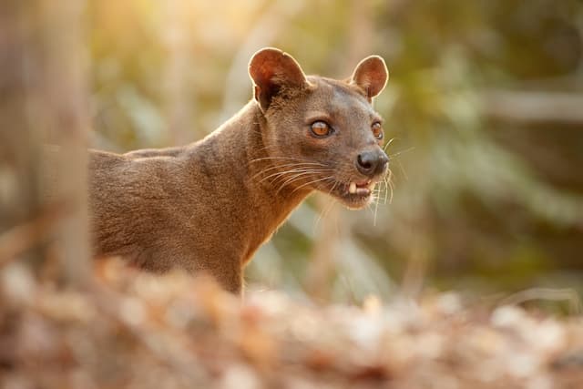 マダガスカル　モロンダバ-キリンディー森林保護区のフォッサ