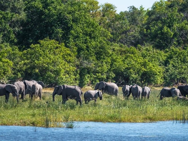 ボツワナ　水辺のゾウ