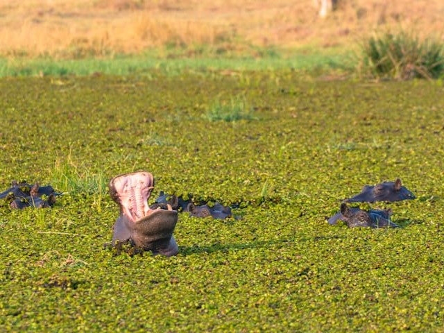 ボツワナ　水から顔を出すカバ