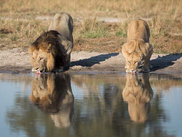 ボツワナ　水を飲む雄と雌のライオン