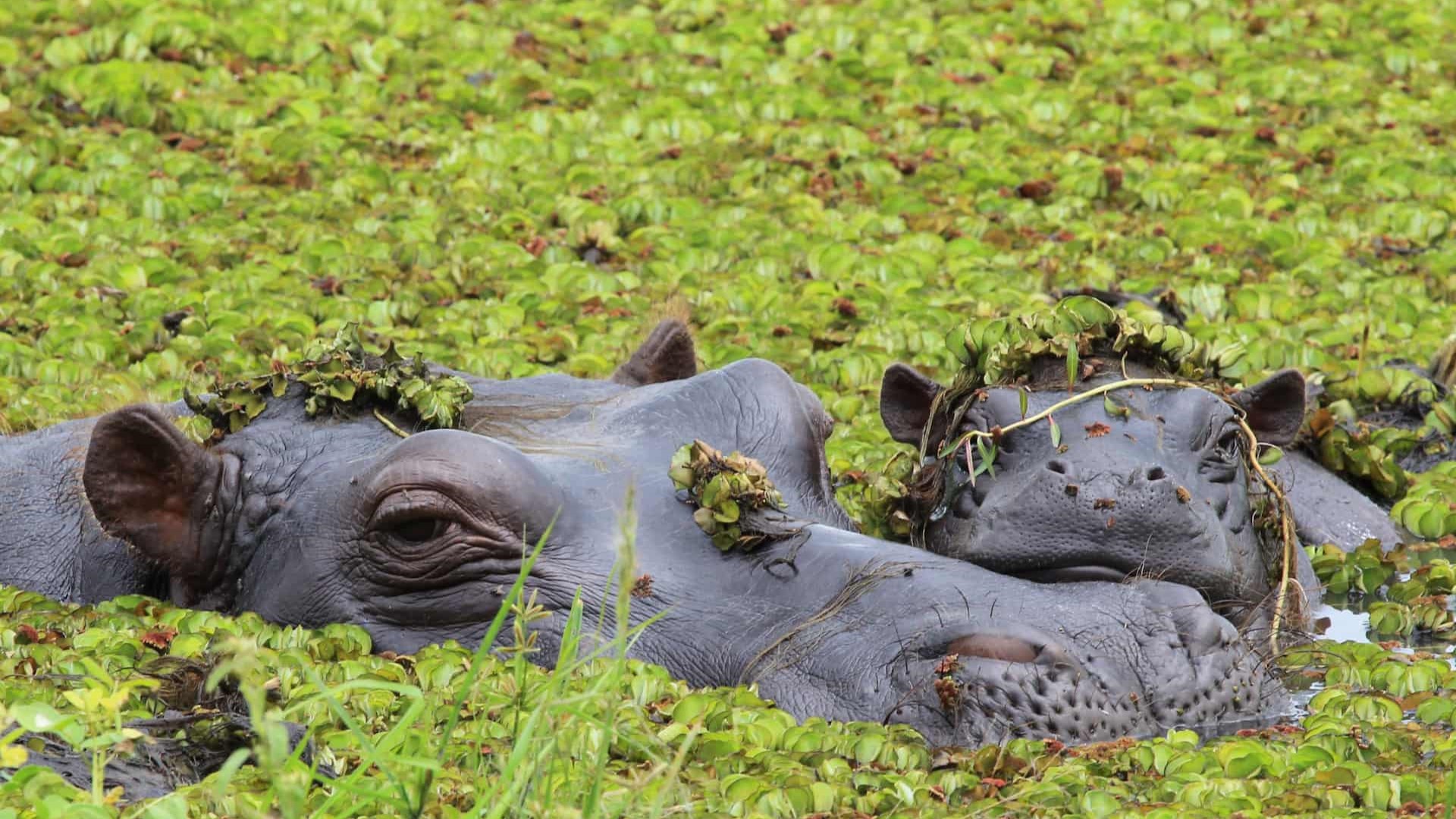 ボツワナのカバ