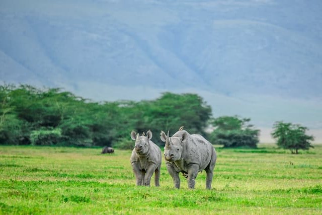 タンザニア　ンゴロンゴロ保全地域のサイ