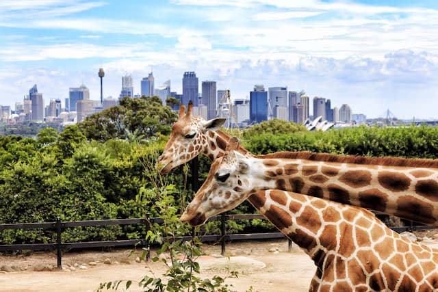 オーストラリアのタロンガ動物園