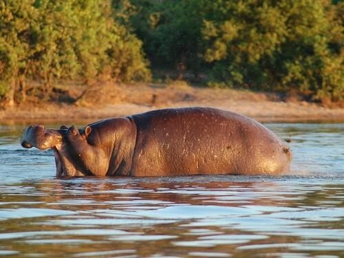 Botswana's Chobe National Park Hippos