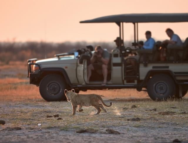 Safari in Chobe National Park, Botswana - 3
