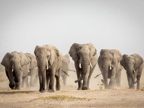 Elephants of Chobe National Park in Botswana