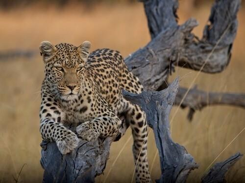 Leopard of Moremi Game Reserve in Botswana