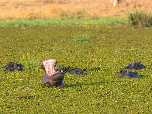 Hippos of the Okavango Delta in Botswana