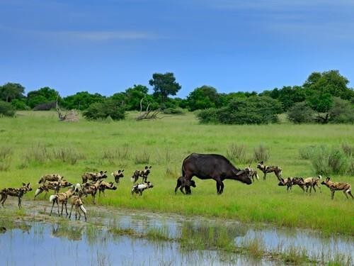 Okavango Delta in Botswana-2