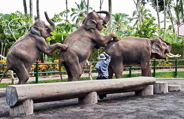 インドネシアのバリ島のバリ動物園-インドネシアプランページ
