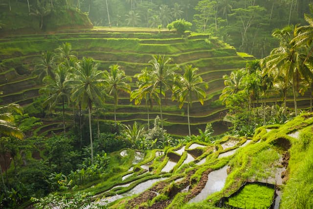 インドネシア バリ島のテガラランの棚田-インドネシアプランページ
