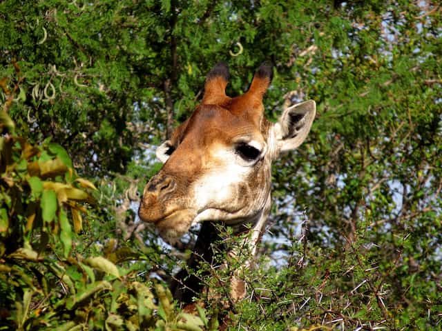南アフリカのキリン-南アフリカプランページ