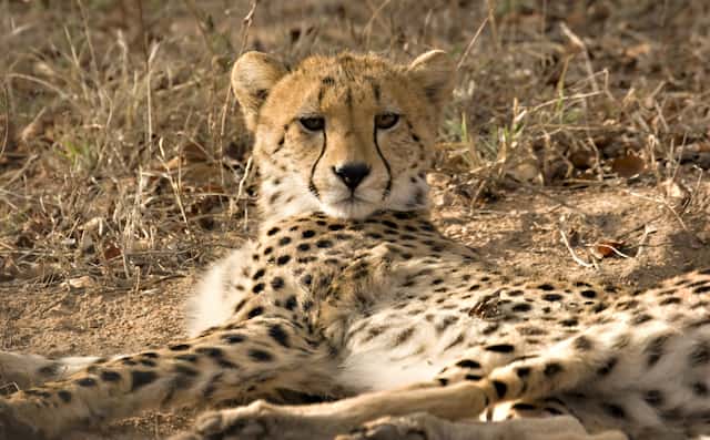 南アフリカのヒョウ-南アフリカプランページ