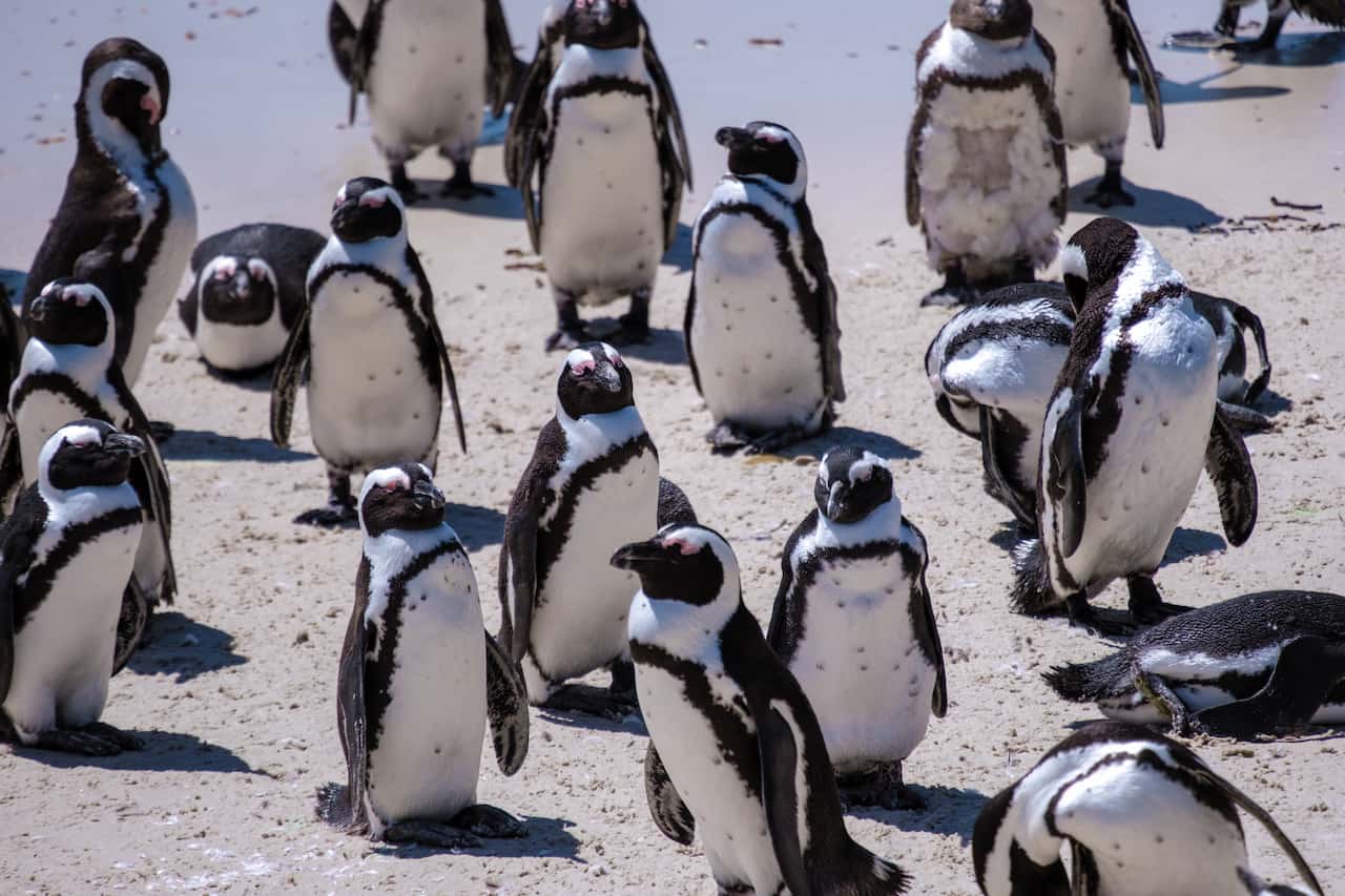 南アフリカのケープタウンのペンギン-南アフリカプランページ