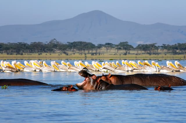 ケニアのナイバシャ湖のかば