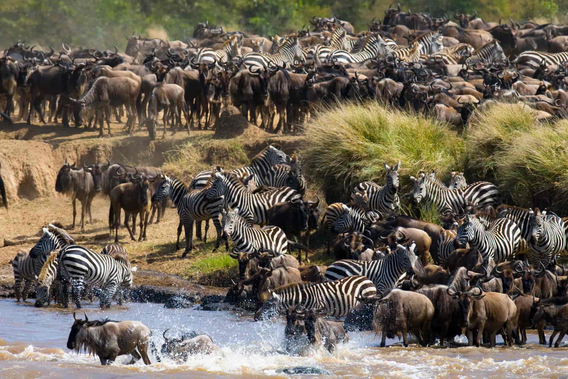 ケニアのマサイマラ国立保護区で川に集まる動物たち