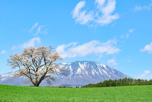 日本の小岩井農場