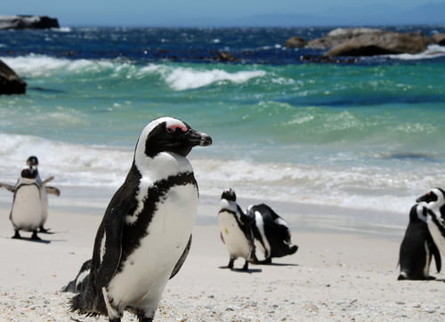 南アフリカのボルダーズビーチにあるペンギンコロニー