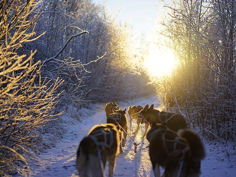 ノルウェーのアルタのハスキー