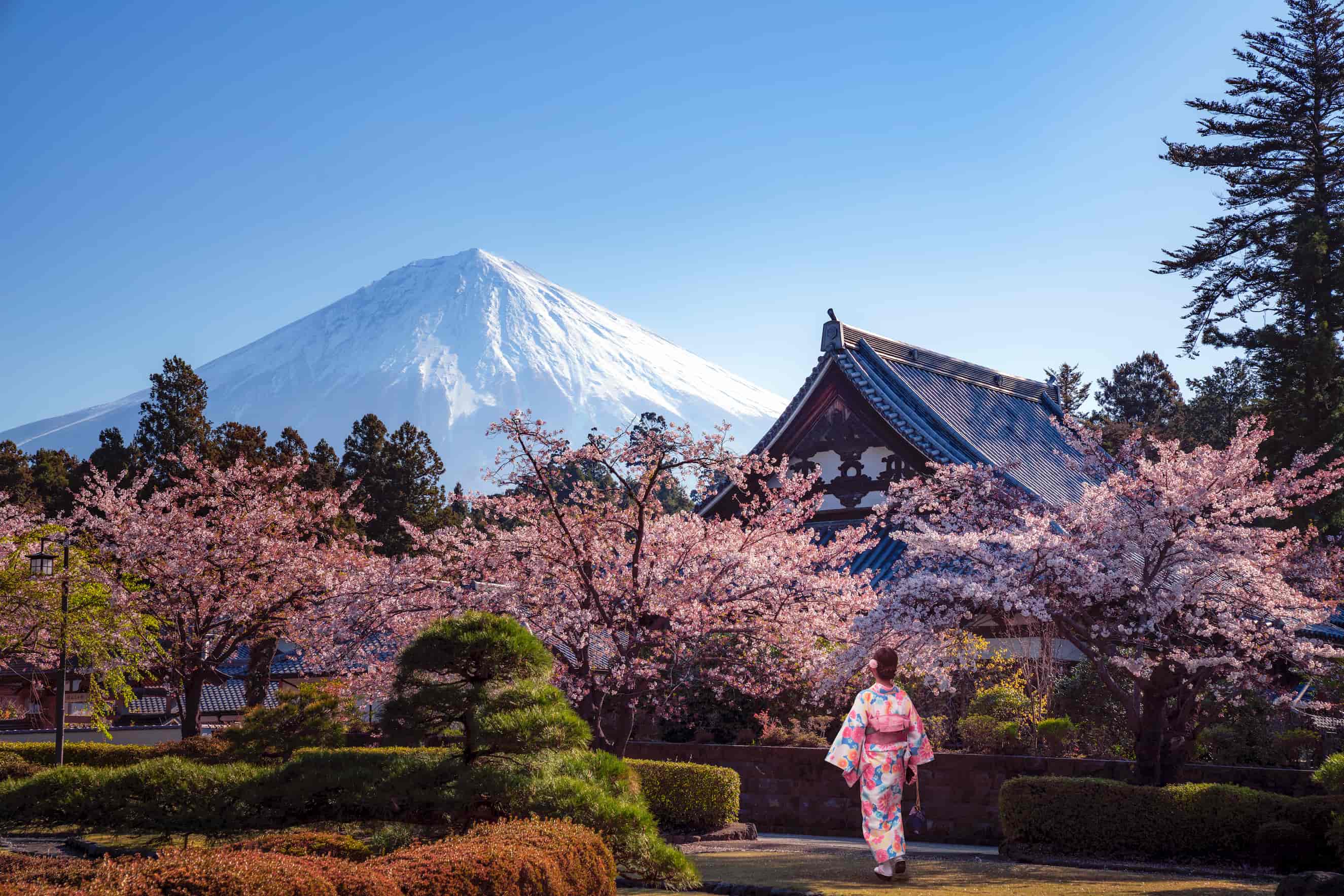 日本の静岡県富士宮市にある大石寺での桜と富士山の景色