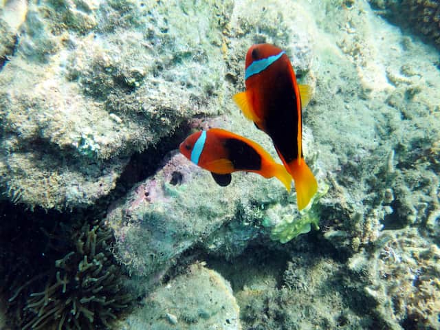 バヌアツでのシュノーケリング