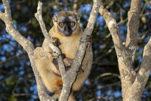 マダガスカルのヴァコナ自然保護区のアカキツネザル