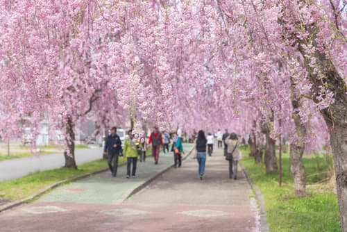 喜多方市的日中線櫻花大道