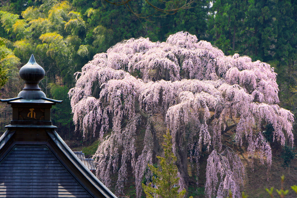 三春の滝桜