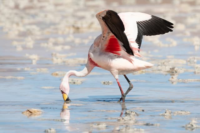 チリ_アタカマ砂漠のフラミンゴ