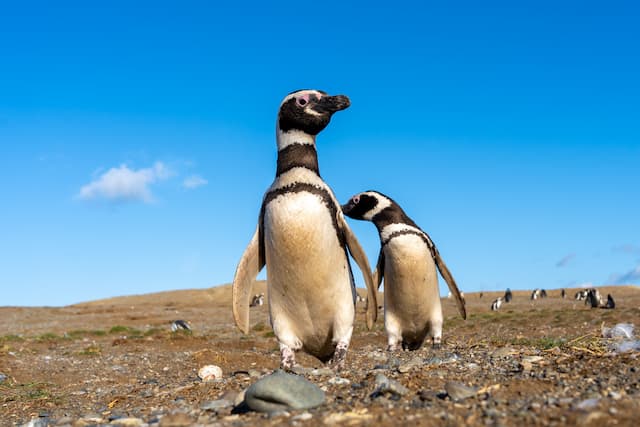 チリ_マグダレナ島のマゼランペンギン