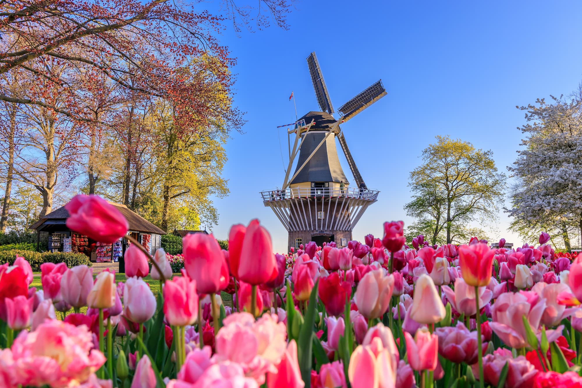 春のキューケンホフ公園Blooming colorful tulips flowerbed at the public flower garden with windmill. Lisse, Holland, Netherlands.