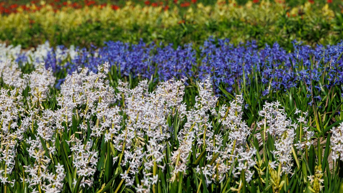 春のリンメン　A field with blooming hyacinths in spring in the Netherlands, Limmen, 28.3.2024