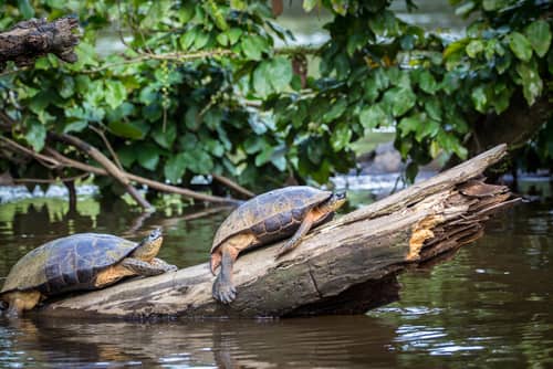 哥斯大黎加的 Tortuguero-2