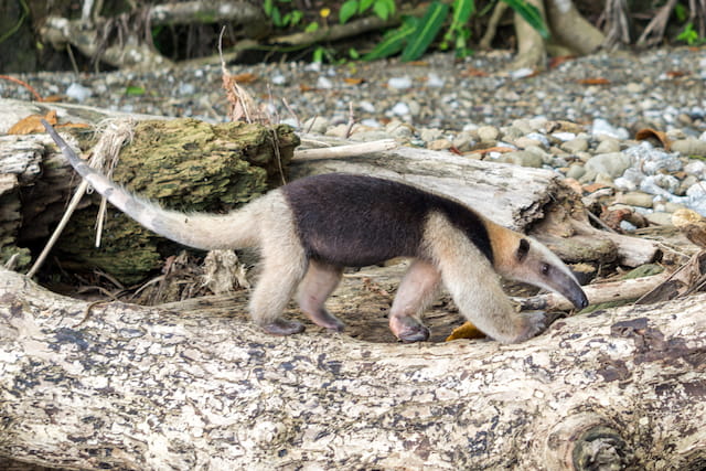 コスタリカのコルコバード国立公園_コアリクイ
