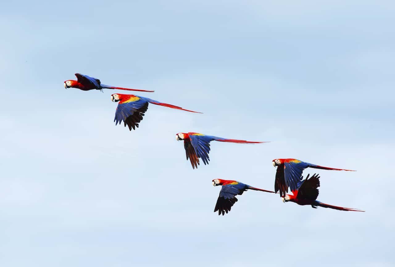 コスタリカのコルコバード国立公園_コンゴウインコ